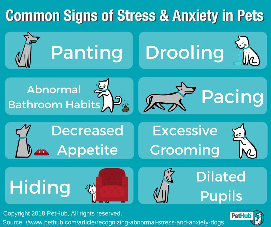 Recognizing Abnormal Stress and Anxiety in Dogs PetHub